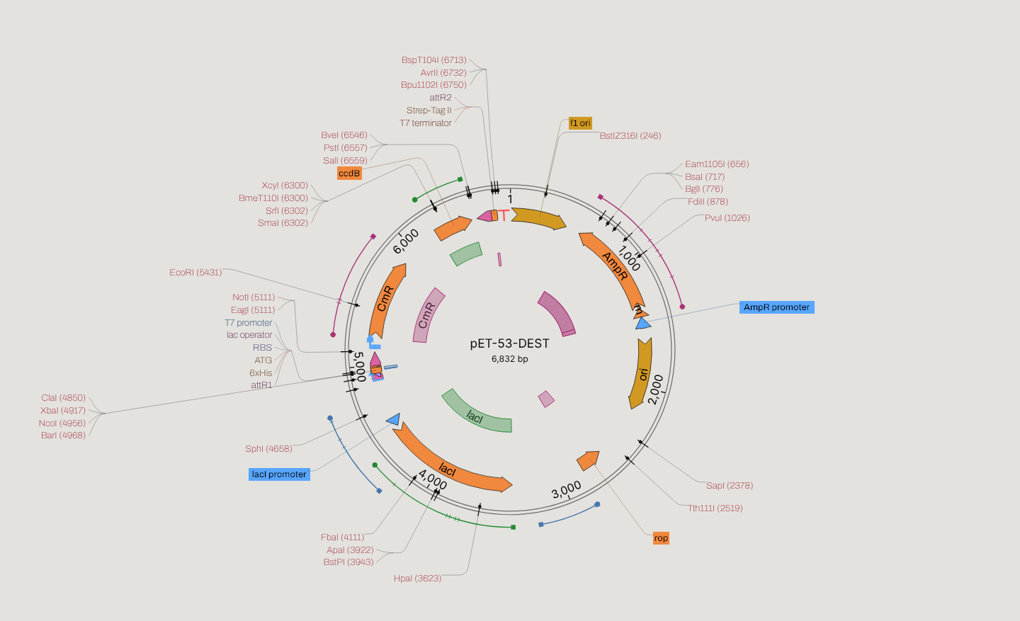pET-53-DEST drawn as a circular map with the enzyme filter widened to every enzyme: single
cutters labelled in red, the two Van91I sites in blue, the rest in muted
grey.